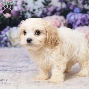 Ava, Cavachon Puppy